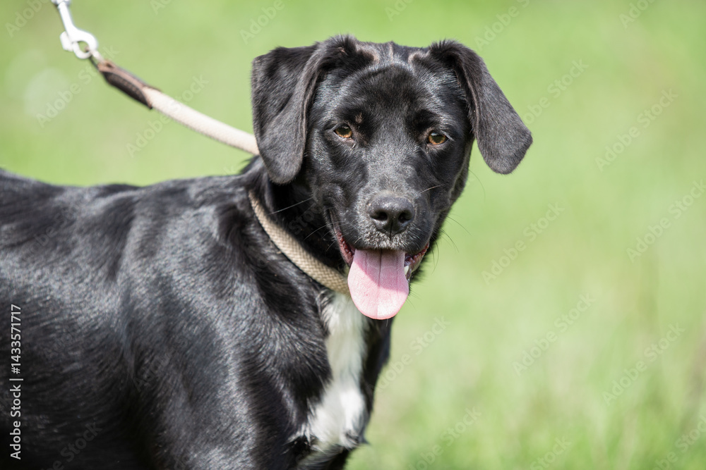 Rescued dog on the meadow during obedience and socialization training. Dog are also photographed in purpose of adoption