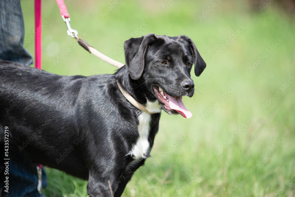 Rescued dog on the meadow during obedience and socialization training. Dog are also photographed in purpose of adoption