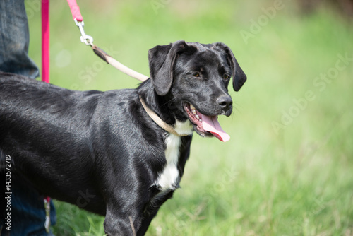 Obraz na płótnie Rescued dog on the meadow during obedience and socialization training. Dog are also photographed in purpose of adoption w salonie