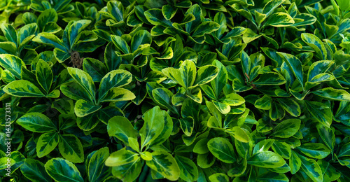Leaves background, Euonymus japonicus or japanese euonymus green shrub photo