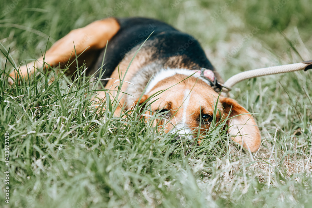 Rescued dog on the meadow during obedience and socialization training. Dog are also photographed in purpose of adoption