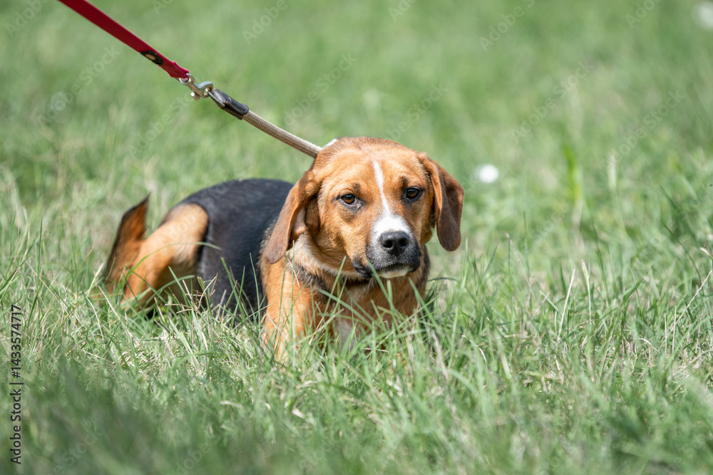 Rescued dog on the meadow during obedience and socialization training. Dog are also photographed in purpose of adoption