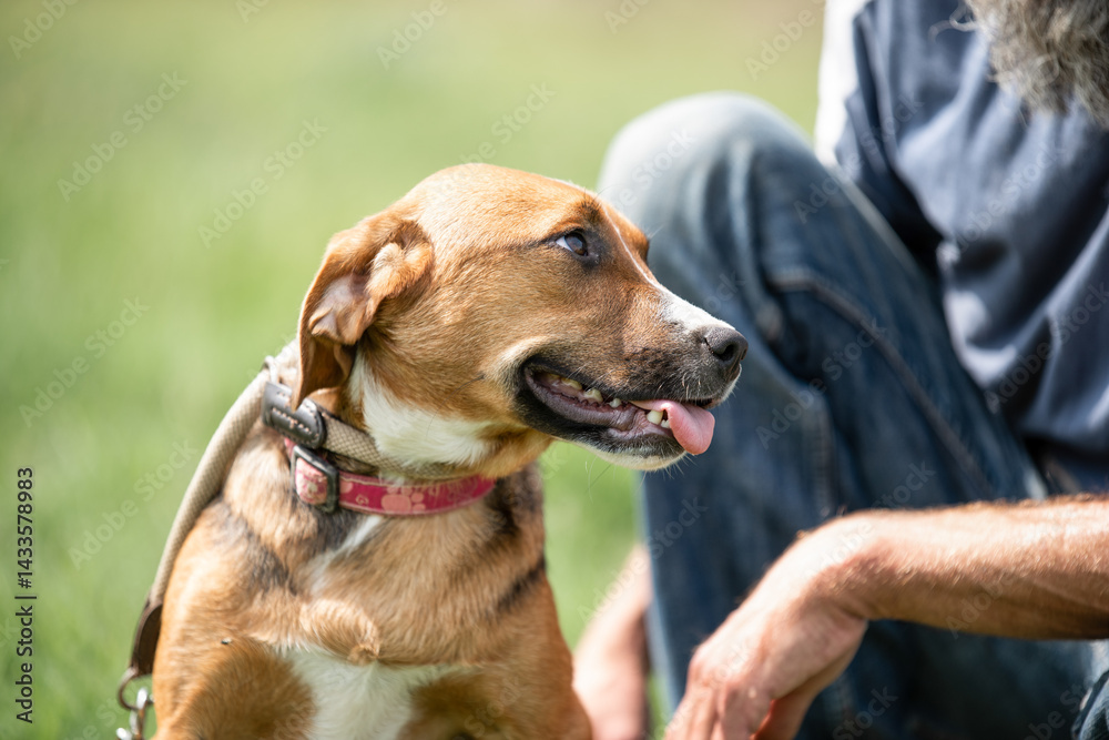 Rescued dog on the meadow during obedience and socialization training. Dog are also photographed in purpose of adoption