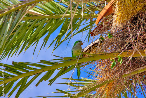 Parrot on Palm Tree, Valencia, Spain