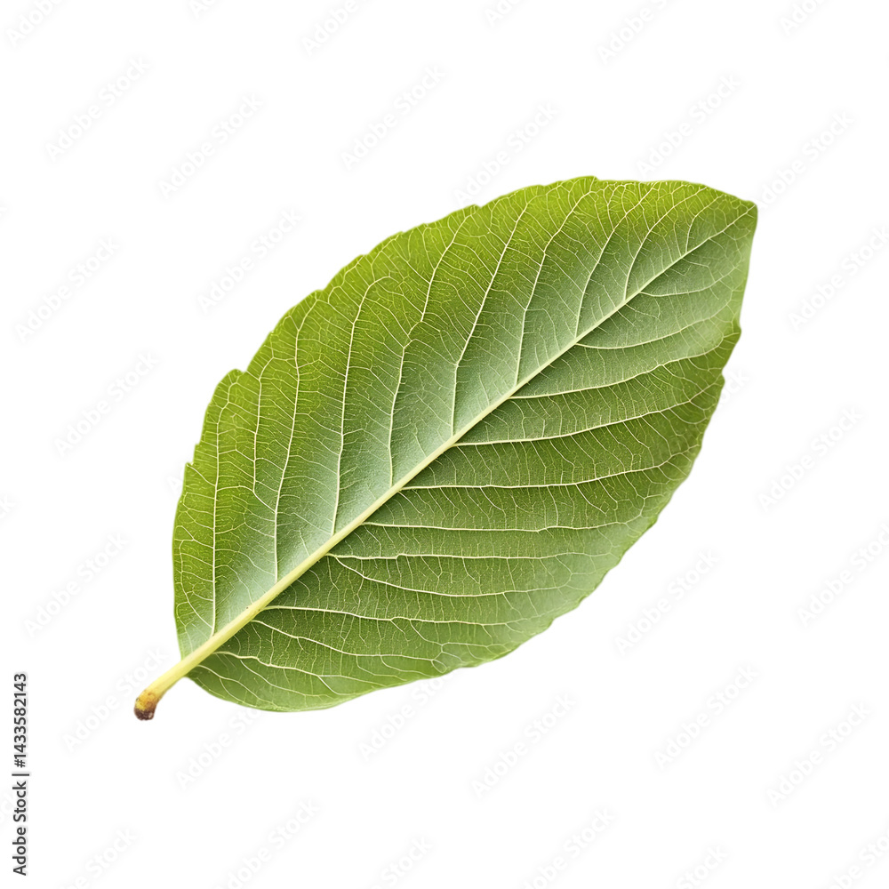 Realistic Illustration of a Single Green Leaf with Detailed Texture on Black Background