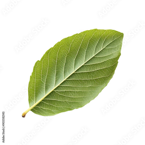 Realistic Illustration of a Single Green Leaf with Detailed Texture on Black Background