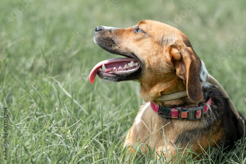 Rescued dog on the meadow during obedience and socialization training. Dog are also photographed in purpose of adoption