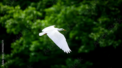 White Bird In Flight With Extended Wings Against A Soft Focus Green Foliage Background