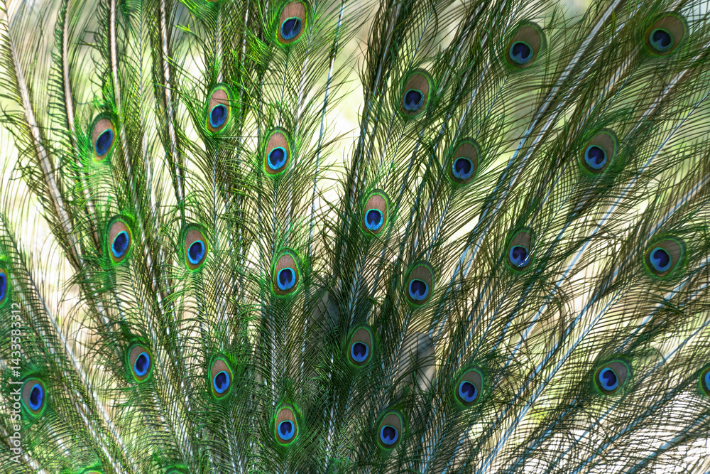 Obraz premium The Indian peafowl (Pavo cristatus), blue peafowl. the common peafowl spread its tail. Beautiful plumage.
