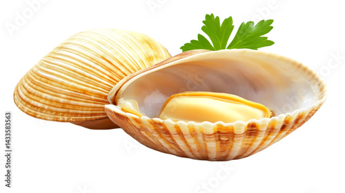 Obraz na płótnie Realistic Image Of Shell And Clam Seafood On Transparent Background w salonie