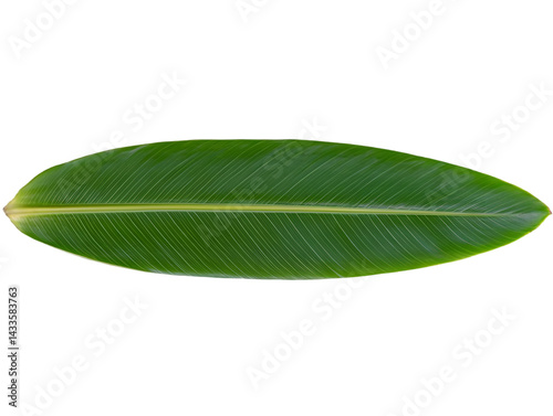 Obraz na płótnie Realistic Isolated Green Leaf With Textured Surface on Transparent Background w salonie
