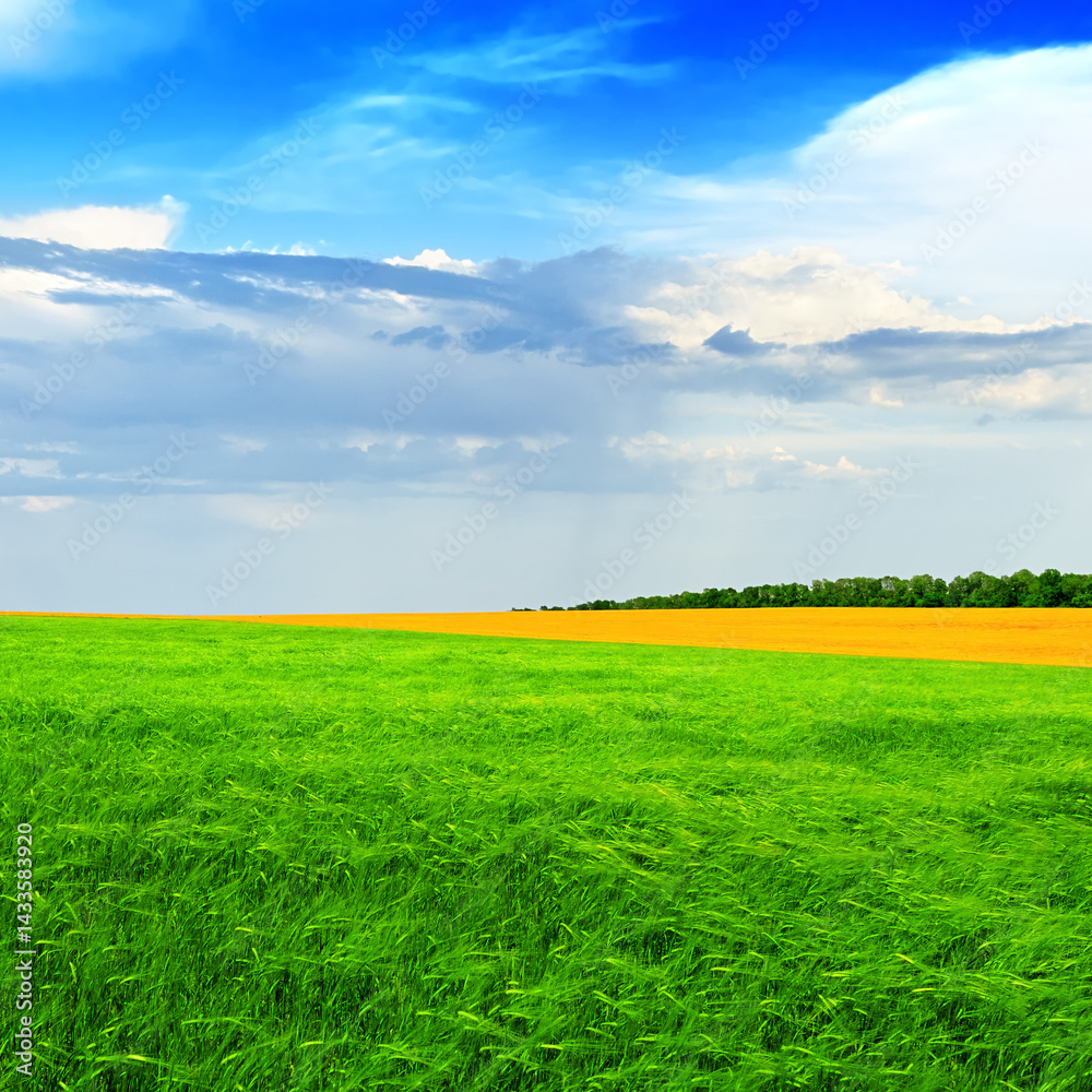 Obraz premium Green wheat field against a blue sky in brigh, summer day in Ukr
