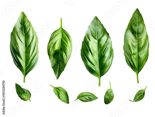 Obraz na płótnie Realistic Photo of Green Basil Leaves Isolated on Transparent Background w salonie