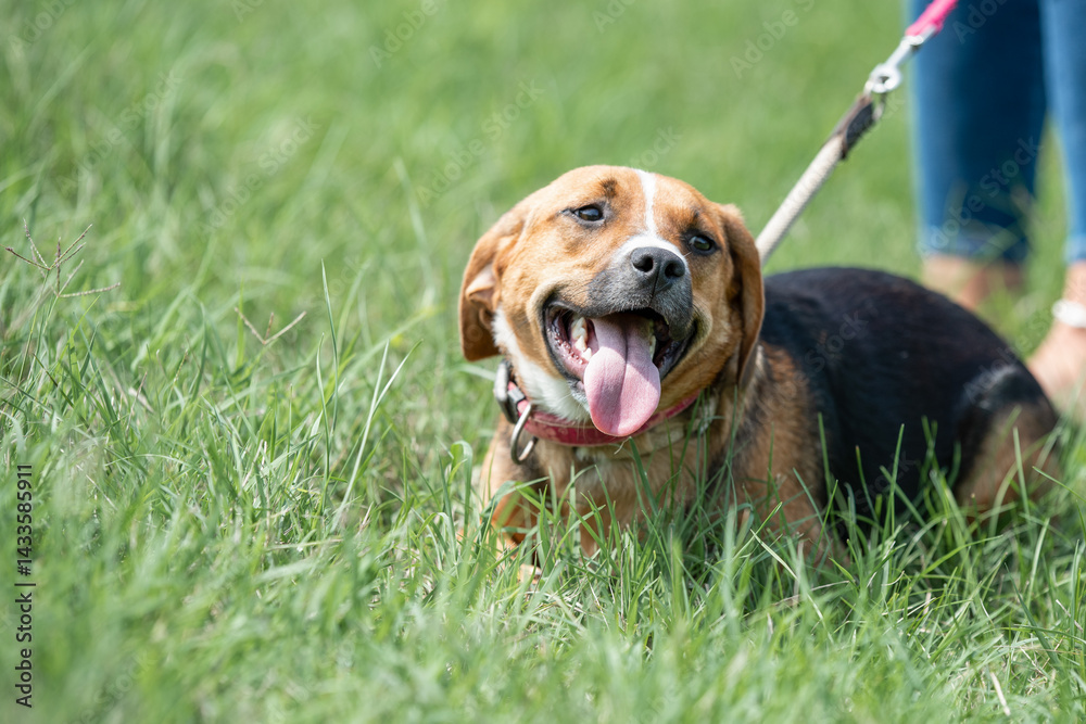 Rescued dog on the meadow during obedience and socialization training. Dog are also photographed in purpose of adoption