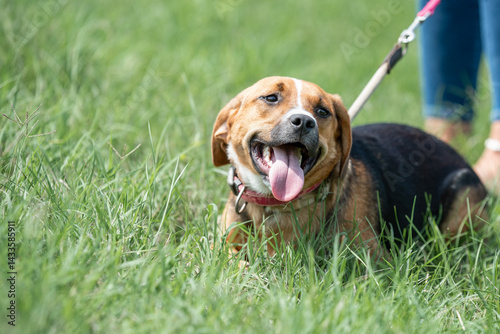 Obraz na płótnie Rescued dog on the meadow during obedience and socialization training. Dog are also photographed in purpose of adoption w salonie
