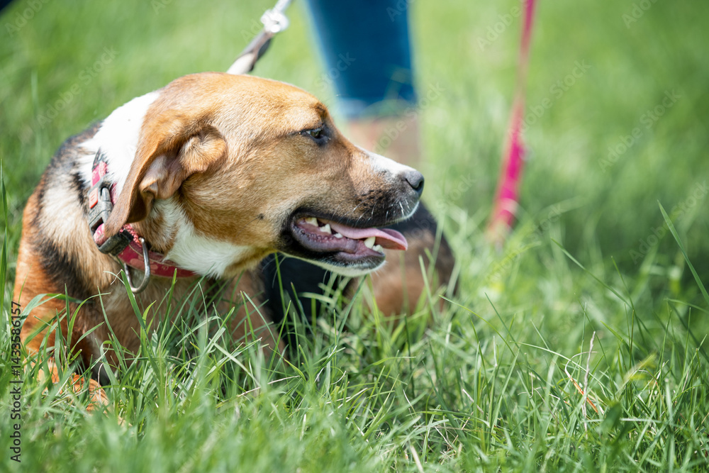 Rescued dog on the meadow during obedience and socialization training. Dog are also photographed in purpose of adoption