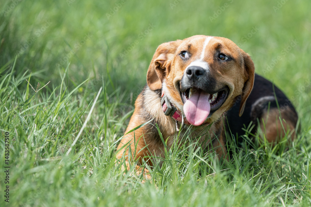 Rescued dog on the meadow during obedience and socialization training. Dog are also photographed in purpose of adoption
