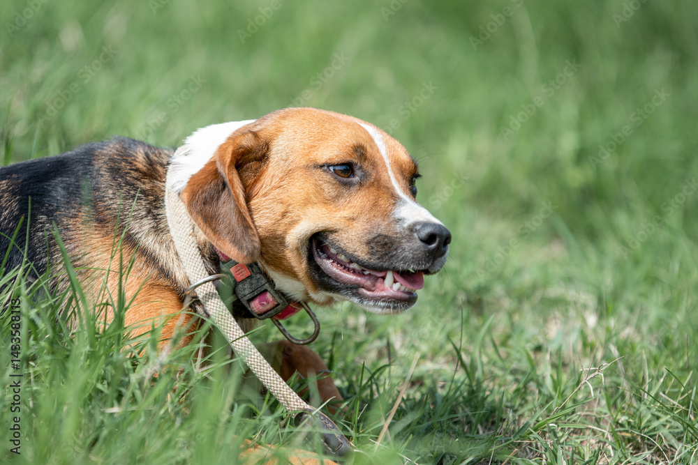 Rescued dog on the meadow during obedience and socialization training. Dog are also photographed in purpose of adoption