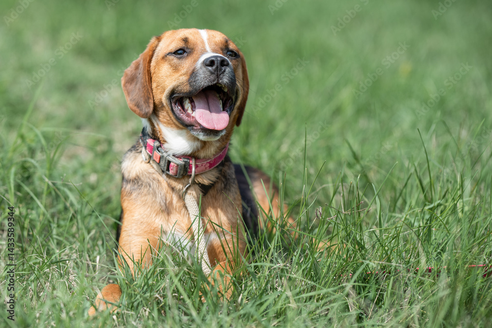 Rescued dog on the meadow during obedience and socialization training. Dog are also photographed in purpose of adoption