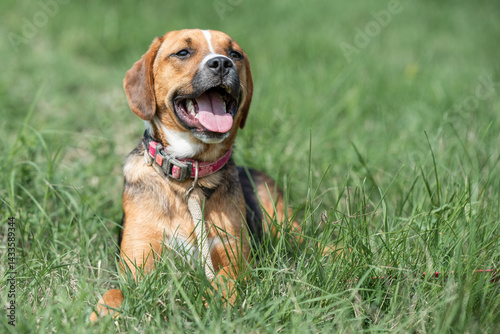 Obraz na płótnie Rescued dog on the meadow during obedience and socialization training. Dog are also photographed in purpose of adoption w salonie