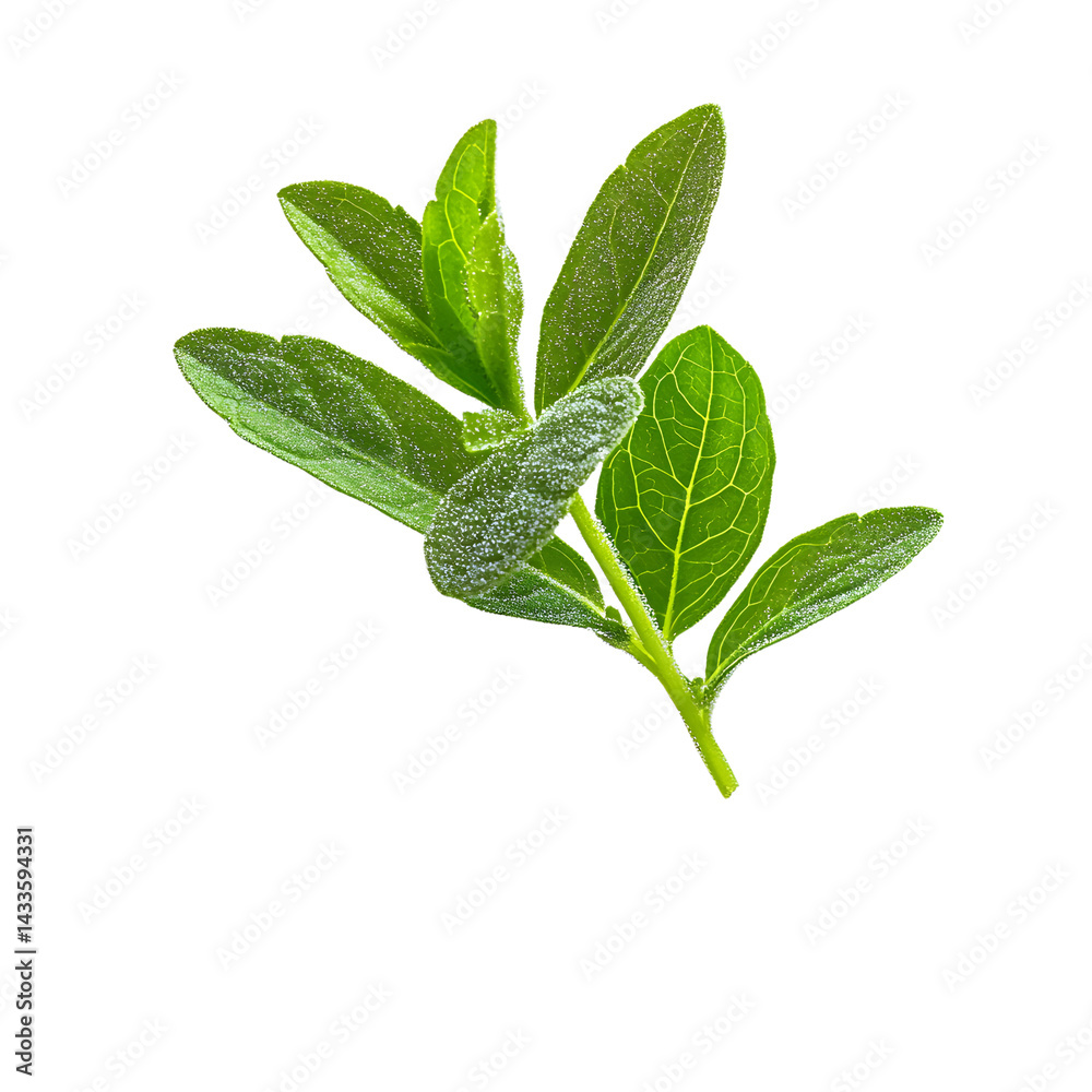 Obraz premium separate stevia leaf floating fall in white background
