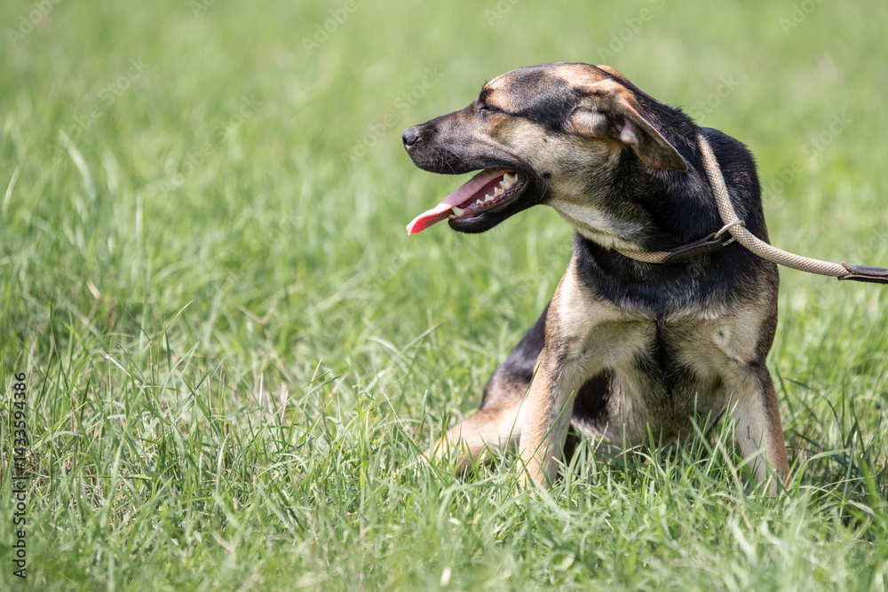 Rescued dog on the meadow during obedience and socialization training. Dog are also photographed in purpose of adoption