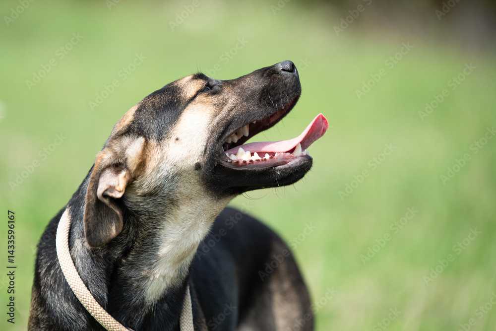 Rescued dog on the meadow during obedience and socialization training. Dog are also photographed in purpose of adoption