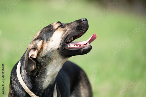 Obraz na płótnie Rescued dog on the meadow during obedience and socialization training. Dog are also photographed in purpose of adoption w salonie