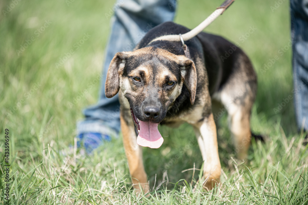 Rescued dog on the meadow during obedience and socialization training. Dog are also photographed in purpose of adoption