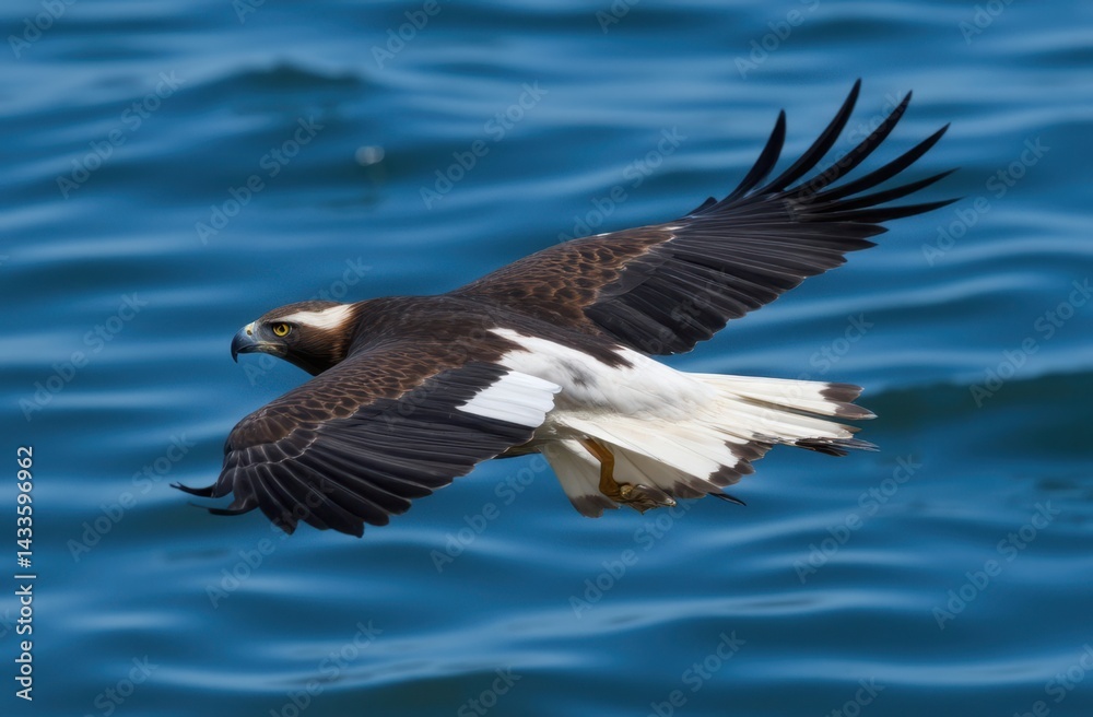 Obraz premium image of a majestic Sea Eagle in mid-flight over a crystal-clear blue water lake,