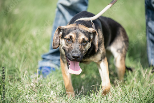 Obraz na płótnie Rescued dog on the meadow during obedience and socialization training. Dog are also photographed in purpose of adoption w salonie
