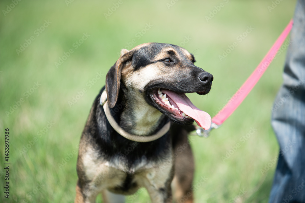 Rescued dog on the meadow during obedience and socialization training. Dog are also photographed in purpose of adoption