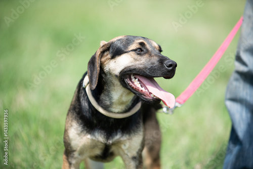 Obraz na płótnie Rescued dog on the meadow during obedience and socialization training. Dog are also photographed in purpose of adoption w salonie