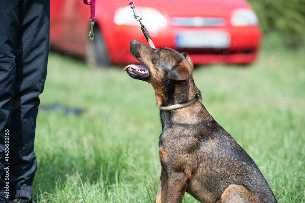 Rescued dog on the meadow during obedience and socialization training. Dog are also photographed in purpose of adoption