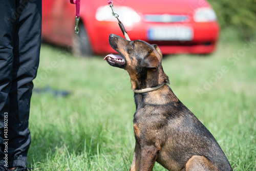 Obraz na płótnie Rescued dog on the meadow during obedience and socialization training. Dog are also photographed in purpose of adoption w salonie