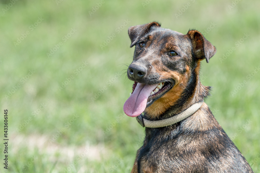 Rescued dog on the meadow during obedience and socialization training. Dog are also photographed in purpose of adoption