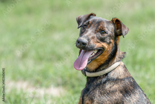 Obraz na płótnie Rescued dog on the meadow during obedience and socialization training. Dog are also photographed in purpose of adoption w salonie
