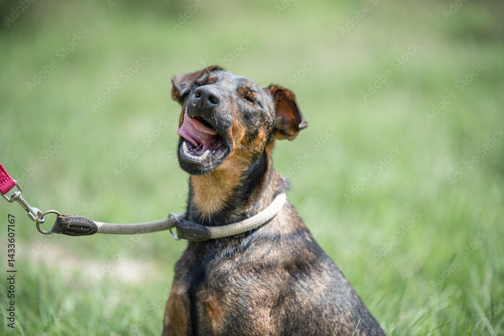 Rescued dog on the meadow during obedience and socialization training. Dog are also photographed in purpose of adoption