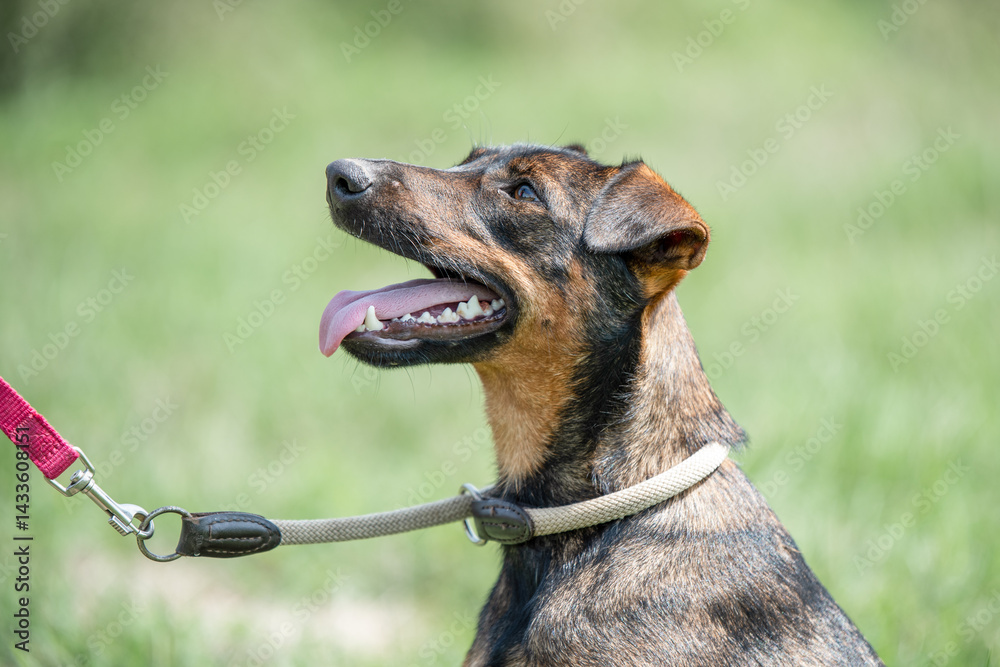 Rescued dog on the meadow during obedience and socialization training. Dog are also photographed in purpose of adoption