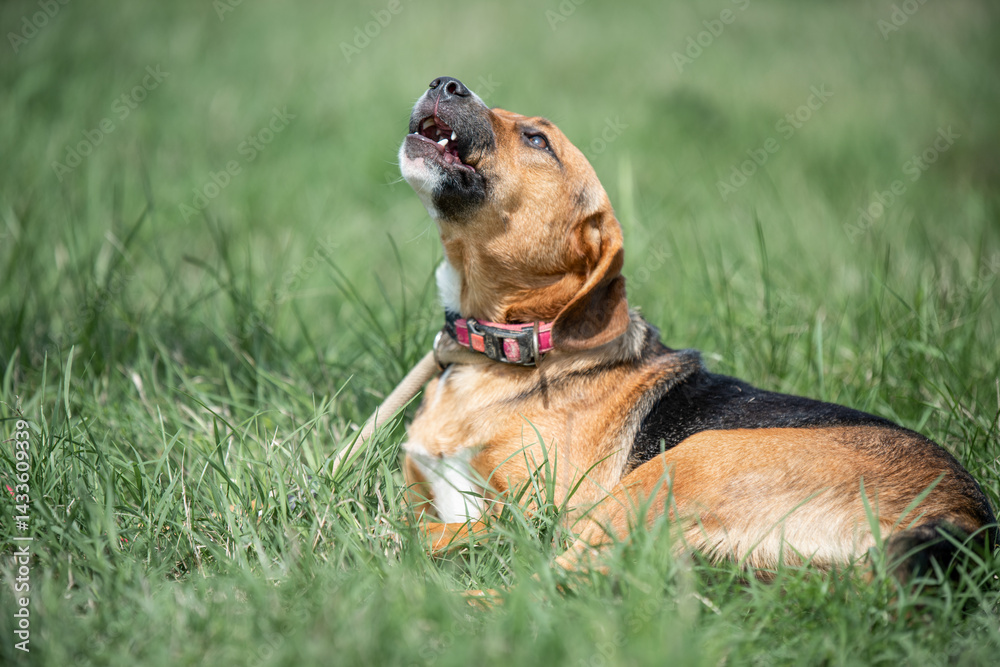 Rescued dog on the meadow during obedience and socialization training. Dog are also photographed in purpose of adoption