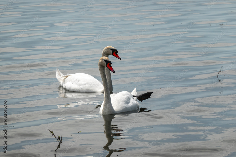 Fototapeta premium Beautiful elegant swan on Zemplínska Širava, Slovakia