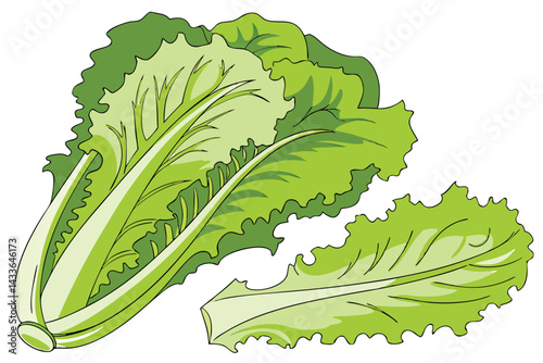 90 Fresh green lettuce, crisp leafy vegetable, vibrant lime color, organic produce, healthy food, salad ingredient, high-definition photography, white background, studio lighting, closeup detail, bota