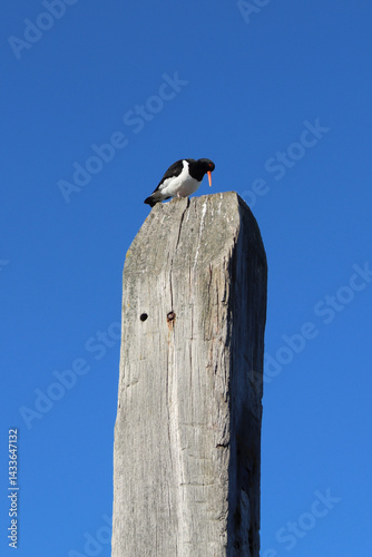 Oystercatcher sitting on a pole