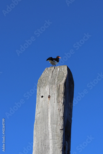 Oystercatcher sitting on a pole