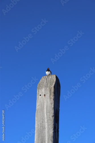 Oystercatcher sitting on a pole