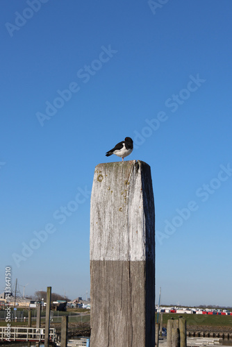 Oystercatcher sitting on a pole