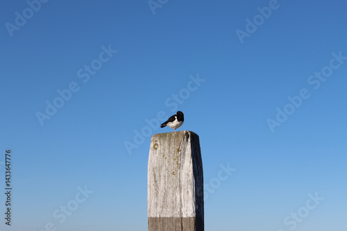Oystercatcher sitting on a pole