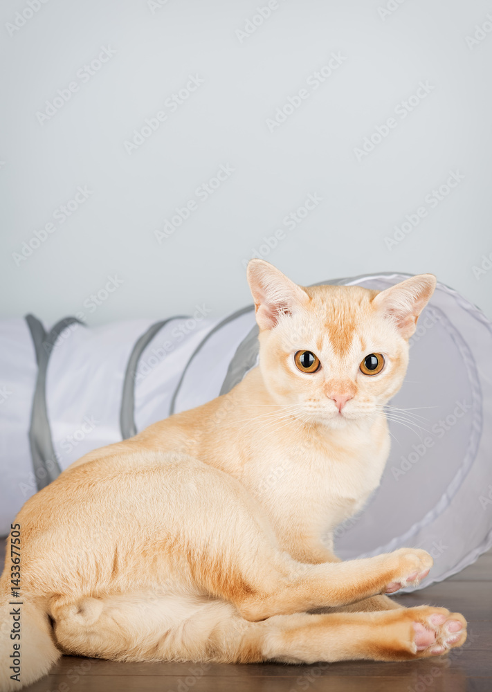 Obraz premium A Burmese cat sits near a cat tunnel on the floor.