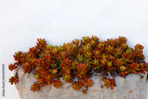 Mauerpfeffer  oder Fetthenne (Sedum) in Stein-Pflanzschale