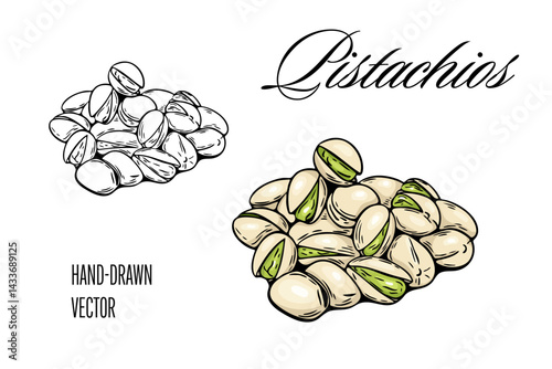 Pistachio nuts in hand drawn vector with outline and color
